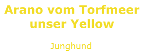 Junghund